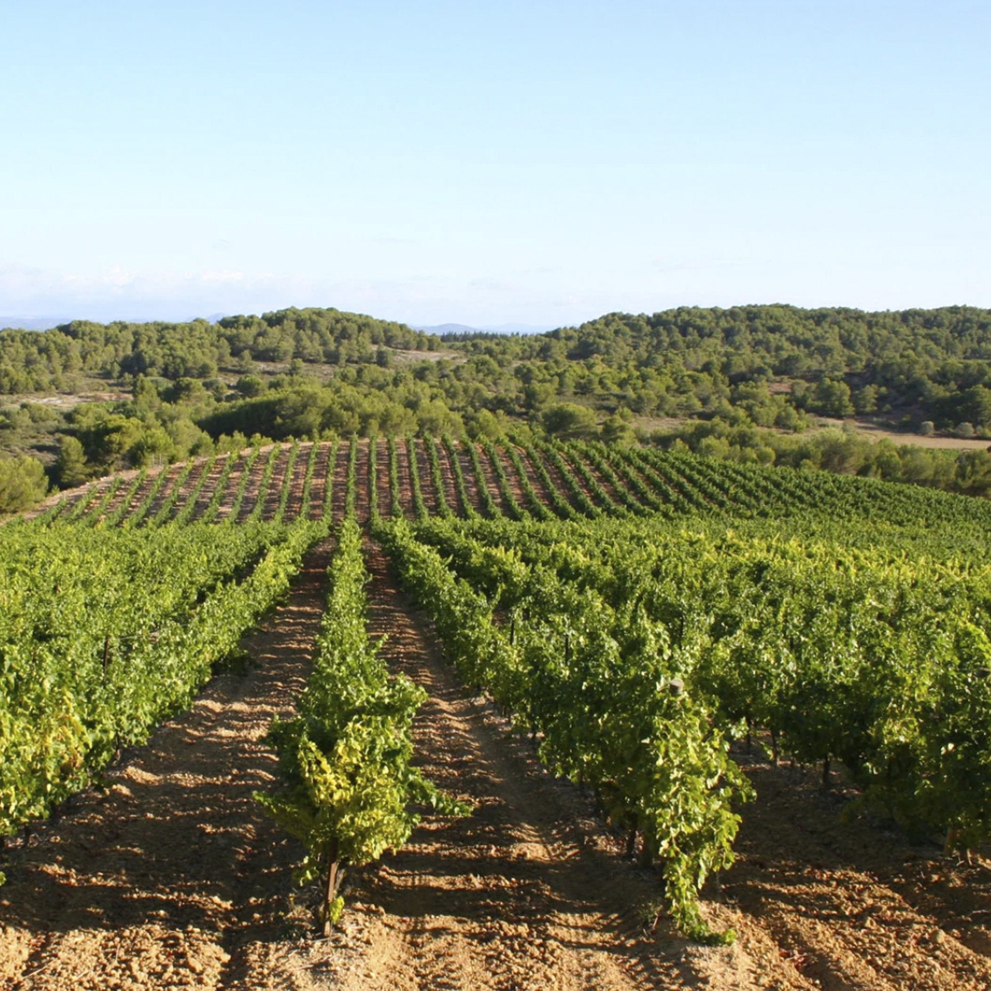 Syrah 2021 - Carte Blanche X Christophe Muret - Languedoc, France 75cl