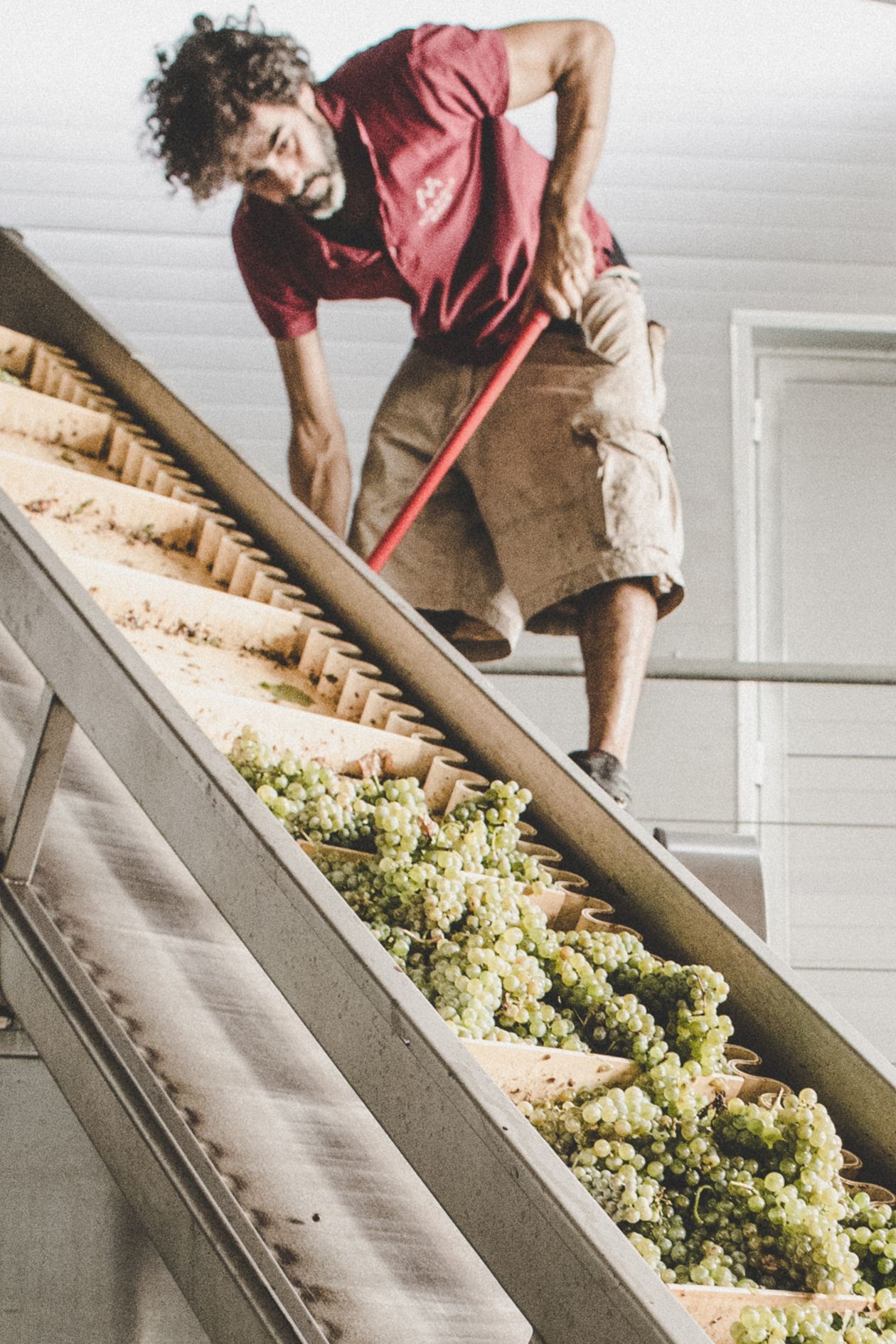 Tallarol Pansa Blanca 2018 - Alta Alella - Catalonia, Spain 75cl