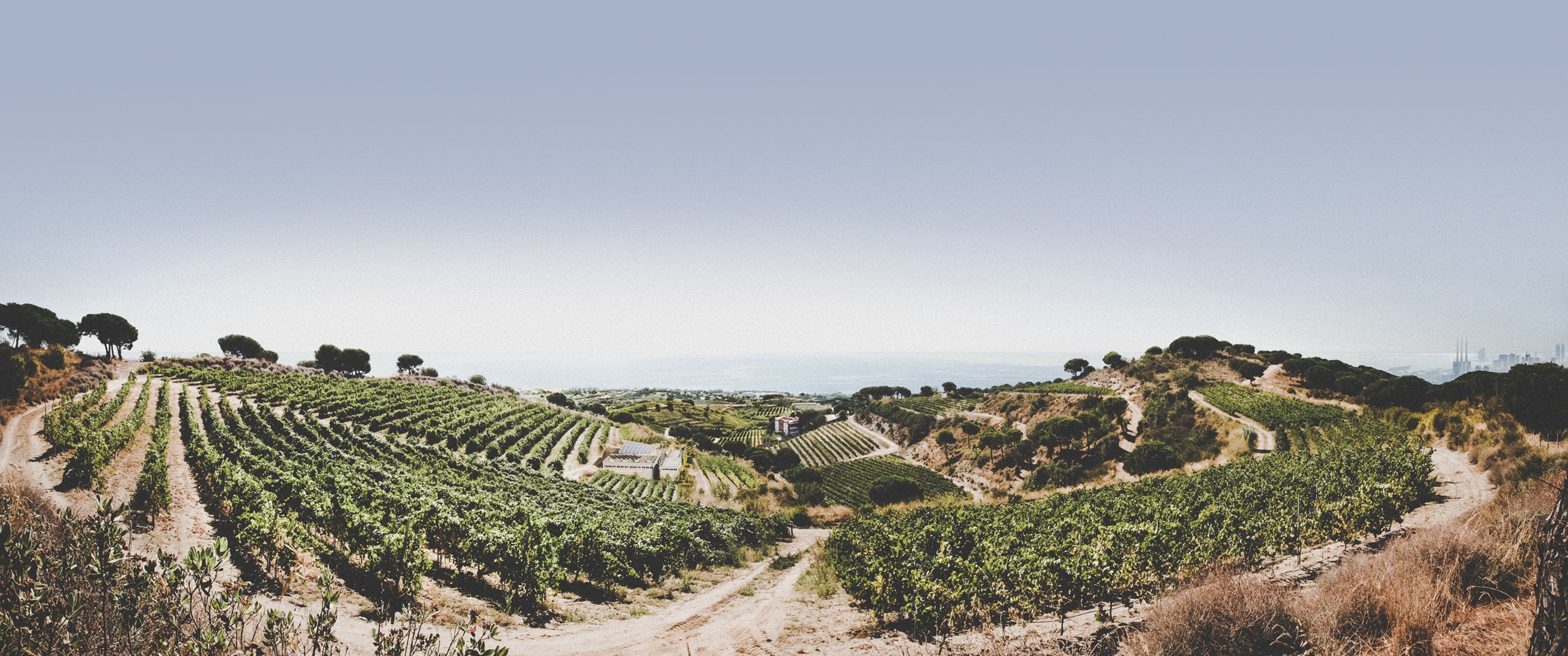 Cava Mirgin Blanca 2017