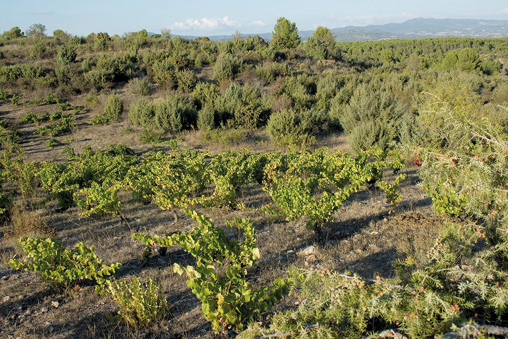 Naturaleza Salvaje Clarete 2020