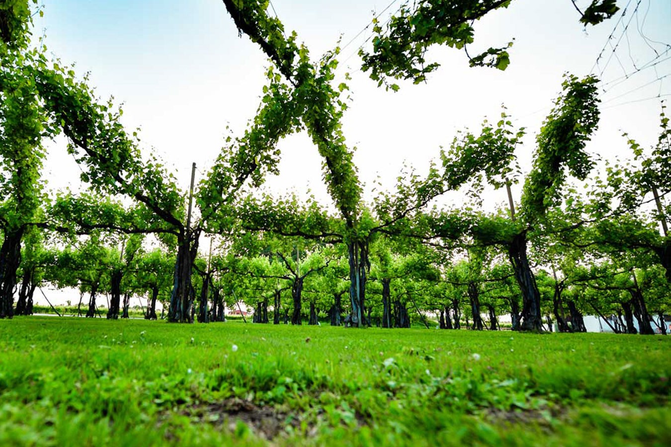 Lemoss Frizzante Non-Filtrato NV