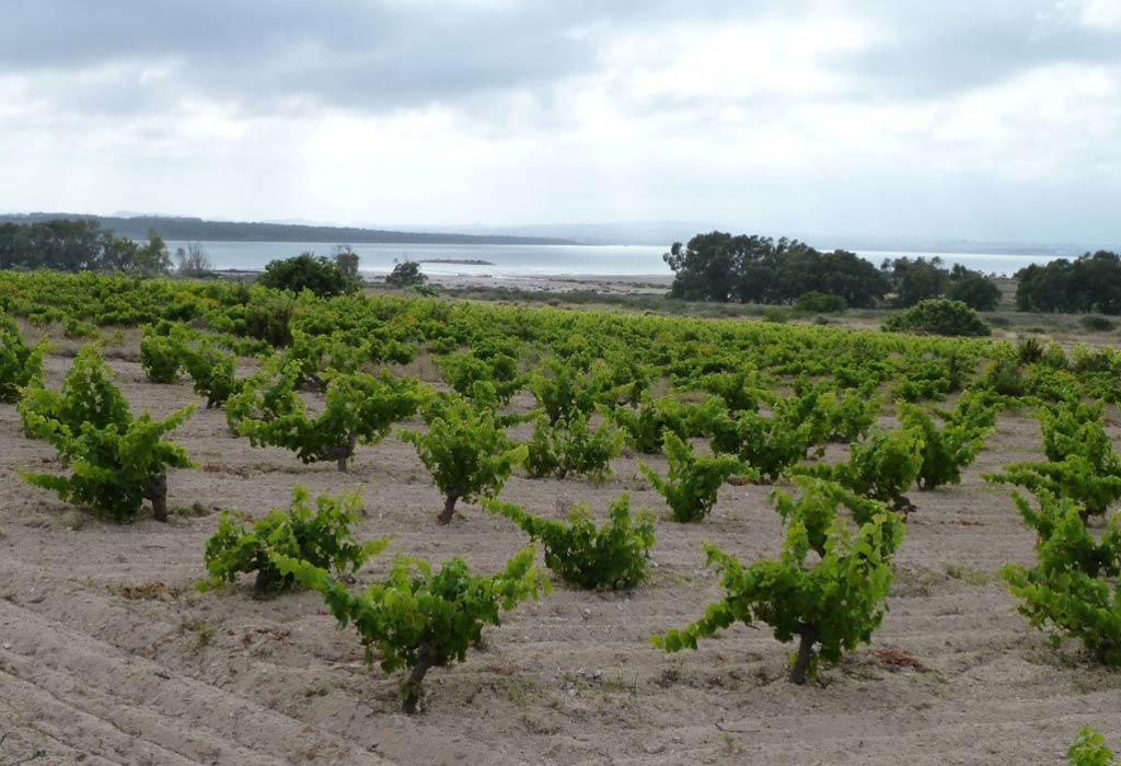 Tragolargo Monastrell 2020